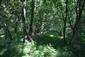 Karpatské a panónske dubovo-hrabové lesy (12.6.2021)