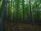 Kyslomilné bukové lesy (18.10.2013)