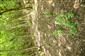 Teplomilné panónske dubové lesy (16.5.2021)