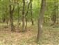 Karpatské a panónske dubovo-hrabové lesy (25.7.2021)