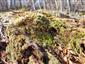 Buxbaumia viridis