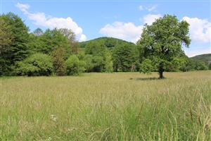 Záber na monitorovaný biotop. 