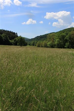 Záber na monitorovaný biotop. 