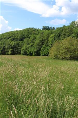 Záber na monitorovaný biotop. 