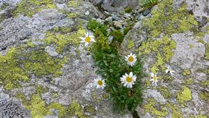 Leucanthemopsis alpina ssp. tatrae a Cerastium uniflorum v skalnej štrbine