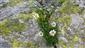 Leucanthemopsis alpina ssp. tatrae a Cerastium uniflorum v skalnej štrbine
