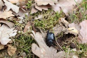 Gnorimus variabilis