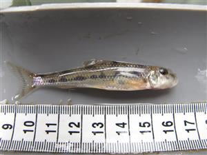 Gobio albipinnatus