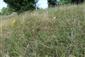 Suchomilné travinnobylinné a krovinové porasty na vápnitom podloží (*dôležité stanovištia Orchideaceae) (10.7.2021)