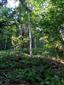 Lipovo-javorové sutinové lesy (13.6.2021)