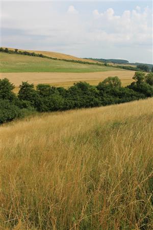 Záber na monitorovaný biotop. 