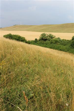 Záber na monitorovaný biotop. 