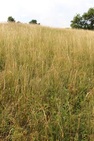 Záber na monitorovaný biotop. 