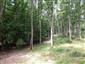 Eurosibírske dubové lesy na spraši a piesku (21.8.2021)