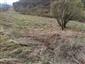 jašterica bystrá (15.5.2021)