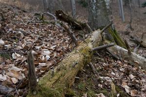 TMP 047_4 na 7 ks Buxbaumia viridis