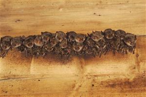 časť kolónie Myotis myotis