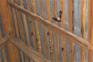 časť kolónie Rhinolophus hipposideros