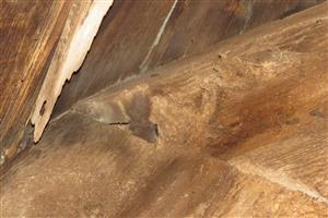 chvost plcha - Glis glis