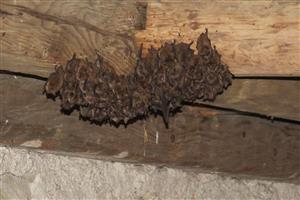 kolónia Myotis emarginatus