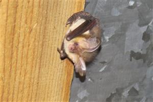 Plecotus austriacus
