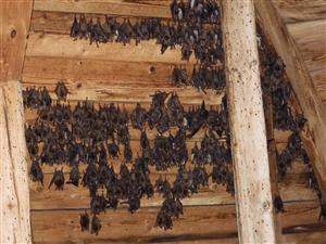kolónia Myotis myotis vo veži kostola