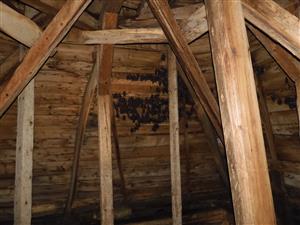 kolónia M. Myotis vo veži kostola