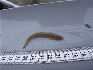 Cobitis taenia