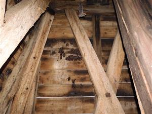 myotis myots vo veži kostola