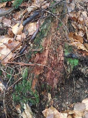 TMP 016_4 výskyt 1 ks Buxbaumia viridis