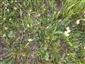 Detail prechodného porastu Tr1c a Tr5 s Brachypodium pinnatum, Anthyllis vulneraria, Tithymalus cyparissias, Thymus pannonicus, Sanguisorba minor, Carex humilis