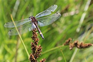 samec L. pectoralis