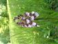 Orchis purpurea  detail