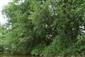 Horské vodné toky a ich drevinová vegetácia so Salix eleagnos (11.7.2021)