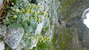 Artemisia eriantha na suťovisku