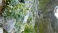 Artemisia eriantha na suťovisku