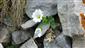 Cerastium carinthiacum