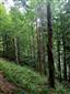 Javorovo-bukové horské lesy (3.7.2021)