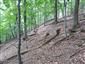 Karpatské a panónske dubovo-hrabové lesy (20.6.2021)