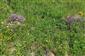 Suchomilné travinnobylinné a krovinové porasty na vápnitom podloží (*dôležité stanovištia Orchideaceae) (5.6.2021)