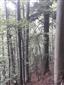 Lipovo-javorové sutinové lesy (28.8.2021)