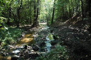 Potok Repné nad Rimavskou Baňou, časť koryta je aj lesnou cestou