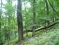 Karpatské a panónske dubovo-hrabové lesy (3.7.2021)