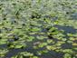 Nuphar lutea a Ceratophyllum demersum.