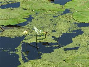 Sagittaria sagittifolia, Nuphar lutea a prevažne Lemna minor pri zvýšenej hladine vody v kanáli.