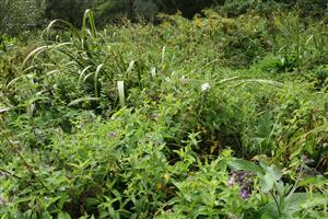 Porast s Mentha longifolia, Symphytum officinale, Calystegia sepium, Iris pseudacorus