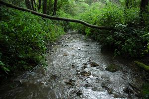 Potok Kotelnica, 350 m nad lesnou cestou, dno prevážne štrkovité, málo habitátov C. heros.
