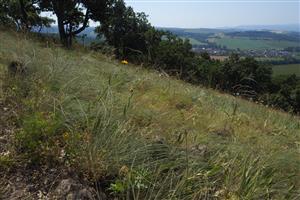 detail porastu so Stipa dasyphylla