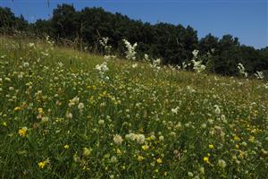 detail pestrého porastu