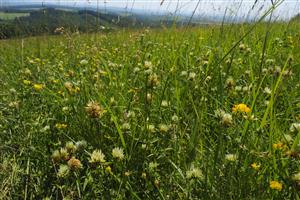 aspekt s Trifolium ochroleucon
